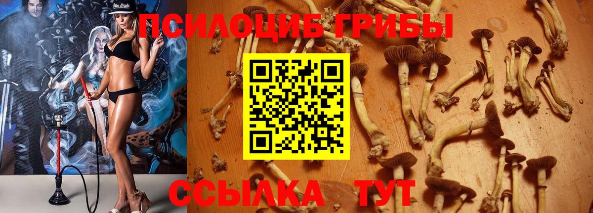 Галлюциногенные грибы Psilocybe Нововоронеж